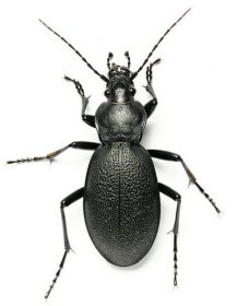 brouk - brouci hmyz - stock snímky, obrázky a fotky