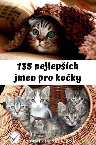 Nejlepší kočičí jména + kočičí kalendář