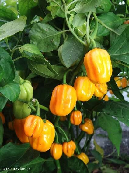Chilli – kdy je zdravé a kdy už ne?