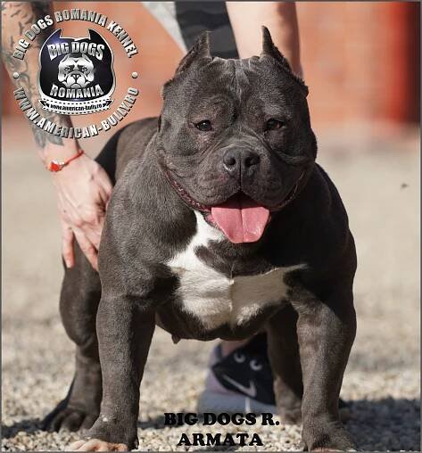 Armata – American-Bully.ro – Bully Romania big dogs caini