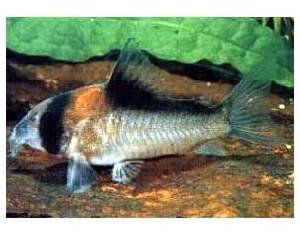 Corydoras adolfoi