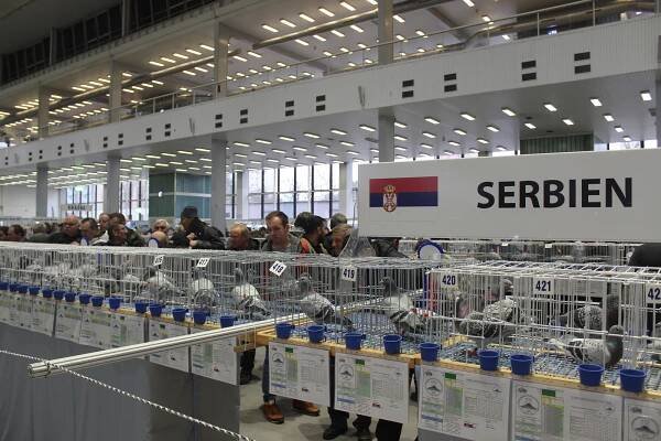 Výstaviště ovládli poštovní holubi. Do Brna zavítali chovatelé z jedenácti zemí