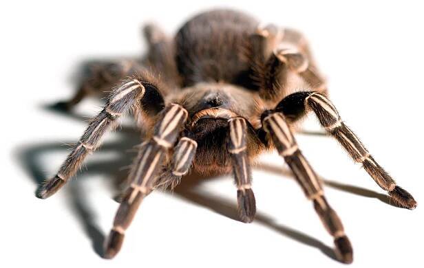 Aphonopelma seemanni