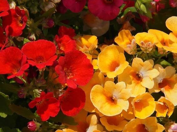 Hled�kovka &ndash; Garlo.cz, vyhled�va� rostlin