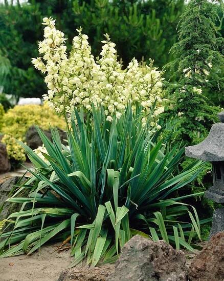 Juka palma (Yucca filamentosa)