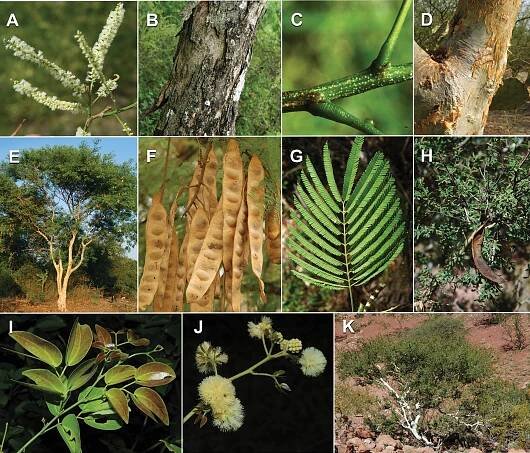 Advances in Legume Systematics 14. Classification of Caesalpinioideae. Part 2: Higher-level classification