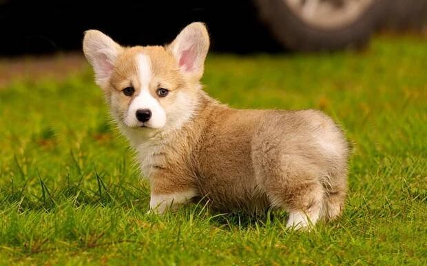 Corgi (38 fotografií): popis plemene psů, charakter štěňátek velšských Corgi. Charakteristika psů černé a jiné typy barev