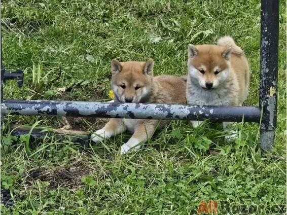 Shiba Inu
