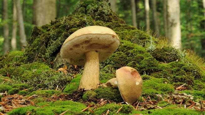 Hřib hnědý můžeme při neopatrnosti zaměnit za hřib žlučník (Tylopilus felleus) neboli hořčák