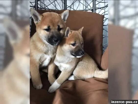 Shiba Inu, štěňata na prodej