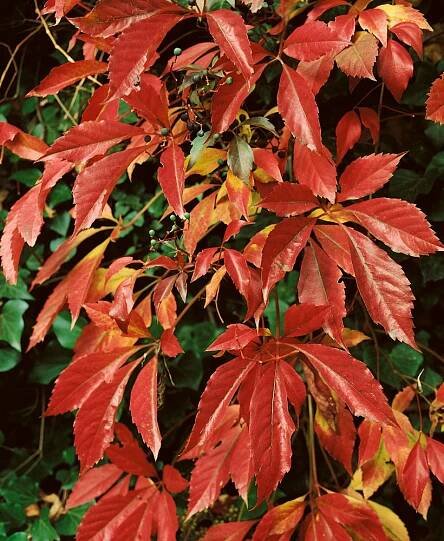 Parthenocissus quinquefolia , Přísavník pětilistý, 30-40 cm, K9