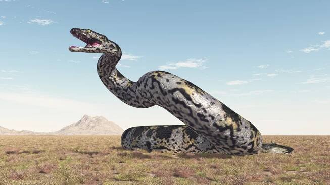 Paleontologists Discover 'Exceptionally Large' Fossil Snake