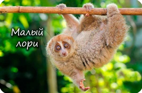Отряд лемуры, малый лори