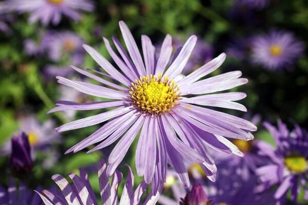 How to Grow and Care for Asters