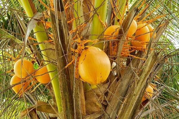 kokosová palma neboli kokosovník ořechoplodý či Cocos nucifera