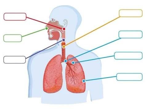 diagram of the human body with labels on it