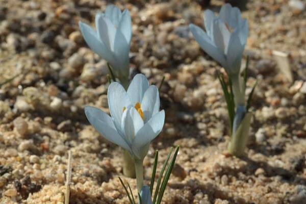 Popis Crocus baytopiorum