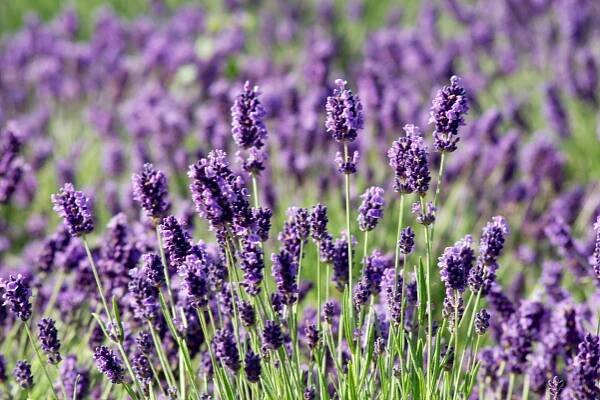 Levandule lékařská (Lavandula officinalis)
