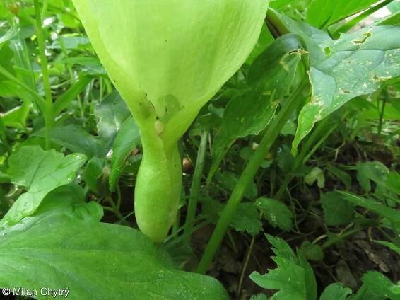 fotografický klíč k určování cévnatých rostlin :: BOTANICKÁ FOTOGALERIE