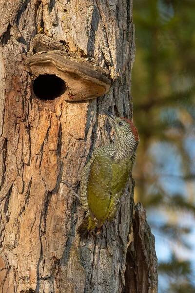 Šplhavci | Štěpán Mikulka | Wildlife fotograf