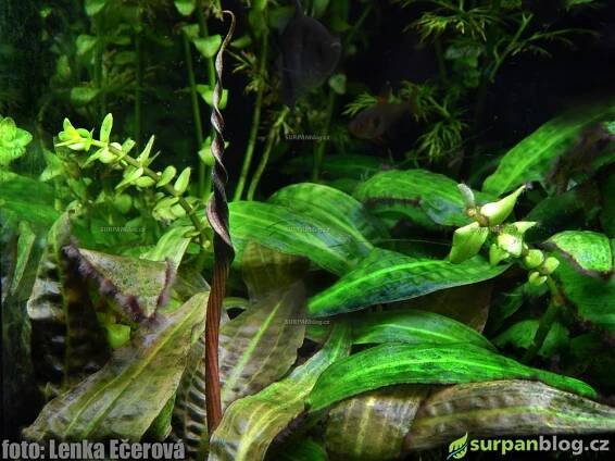 květ cryptocoryne affinis