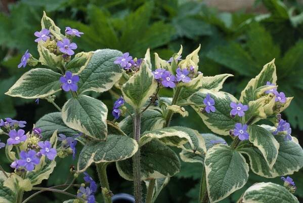 Brunnera macrophylla 'Dawson's White'
