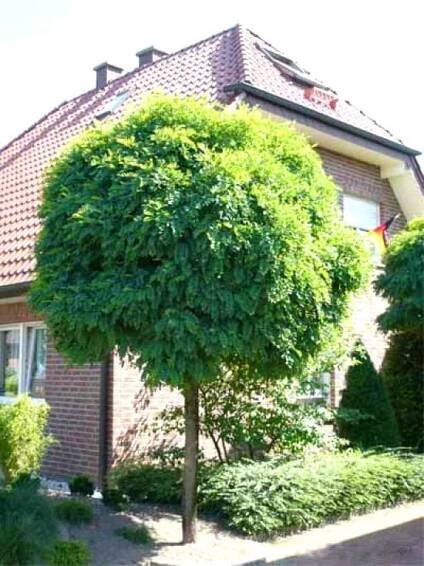 Trnovník ROBINIA UMBRACULIFERA