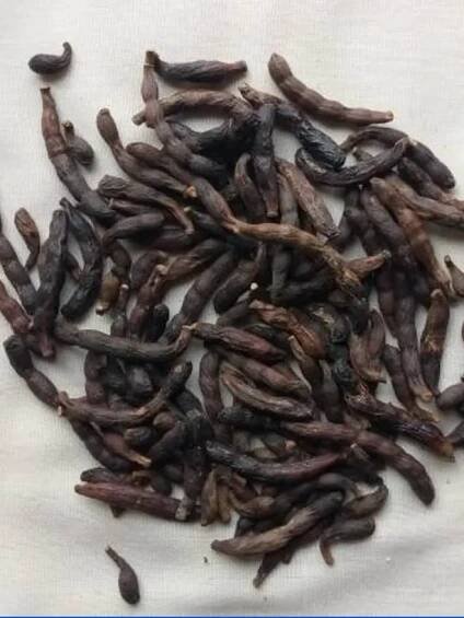 Ethiopian Pepper (Xylopia aethiopica) - Herbal Benefits.