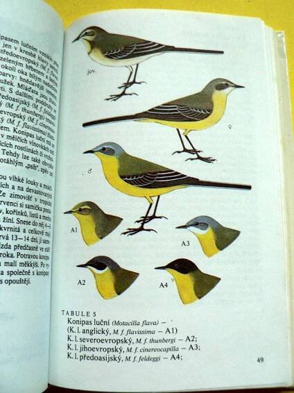 🐦 Naši pěvci Ptáci Brkoslav Konipas Brhlík Sýkora modřinka (1984) 🐦 | Aukro