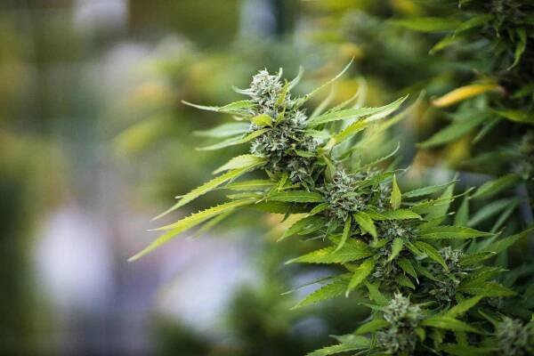 Close-up of a marijuana cannabis sativa plant flower bud.