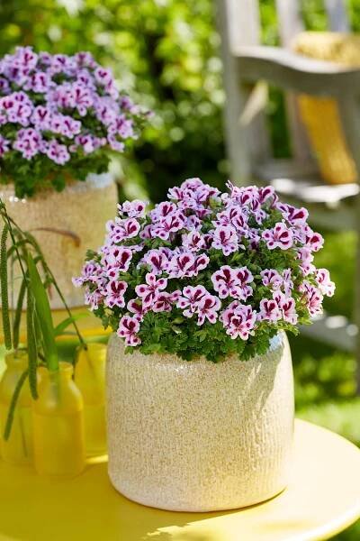 Inspiration Regal Geranium | Pelargonium Grandiflorum