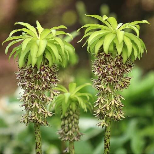 Chocholatice - Eucomis bicolor - cibuloviny - 1 ks