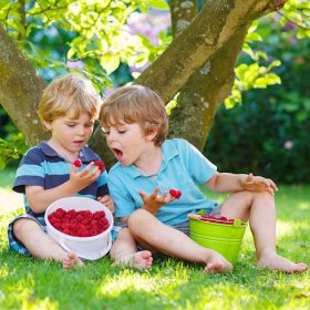 Sklizeň malin po dětsku (Zdroj: Shutterstock)