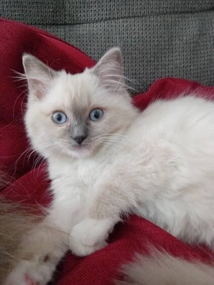 Prodej ragdoll kotě