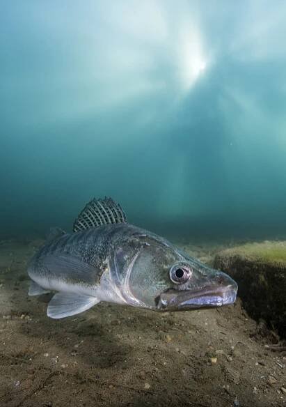 www.aquasphere.sk - Underwater PhotographyPhoto Course
