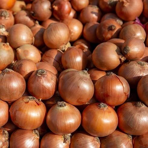 Cibule ozimá Augusta - Allium cepa - semena - 250 ks
