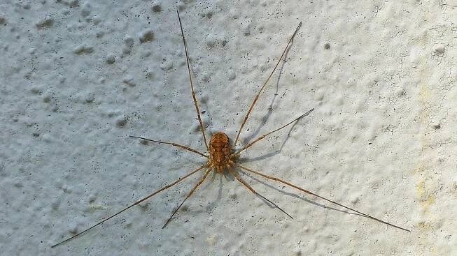 Sekáč rohatý - Phalangium opilio (Phalangium opilio)
