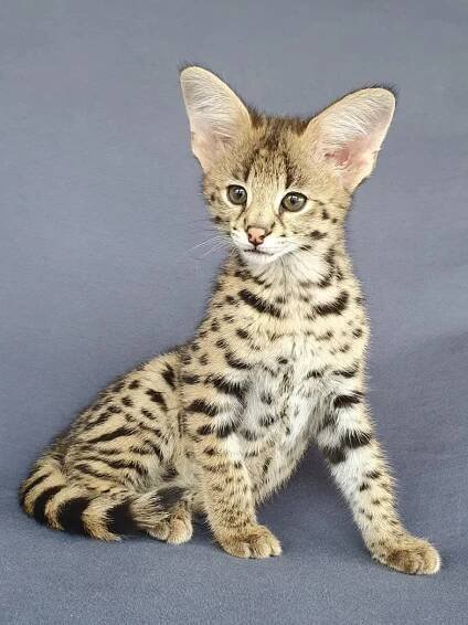 Adoption Application — F1 Savannah Cat Breeder