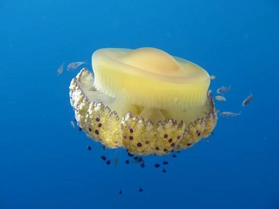 Cepheidae (cnidarian)