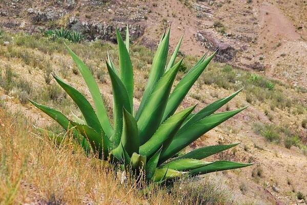 Real de Catorce @ weltschaukasten.de | Ernst Kluge