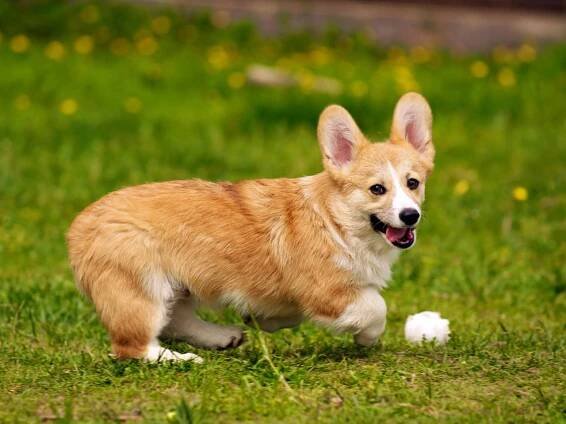 Velšský Corgi Pembroke (43 fotografií): popis a standard plemene, povaha štěňátek. Barvy, klady a zápory plemene. Recenze