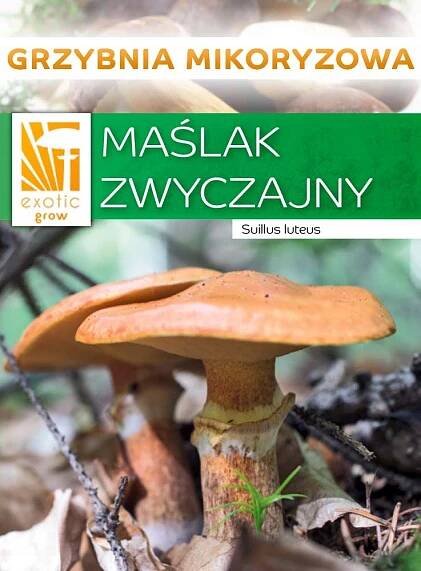 KLOUZEK OBECNÝ lesní houba mykorhiza 
