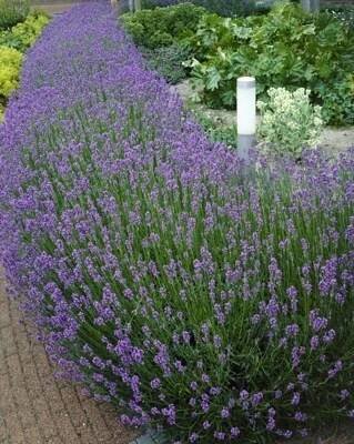 Levandule lékařská 'Hidcote Blue'