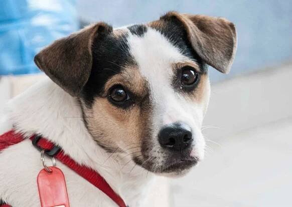 Psi k adopci z útulků, azylů a neziskových organizací