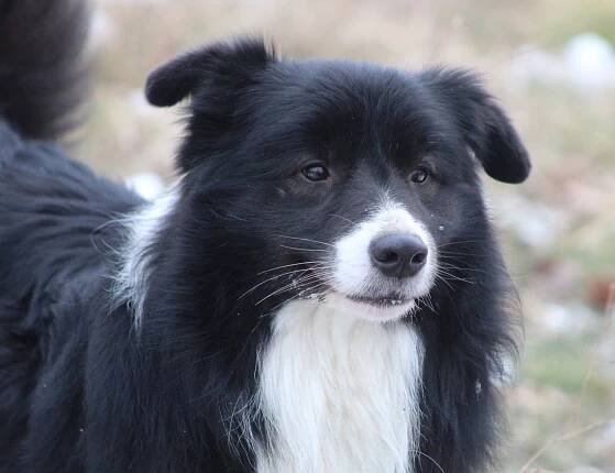 Ammardan Border Collies - ARDEN