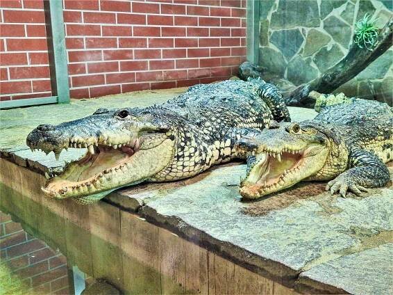 foto: Krokodýlí ZOO