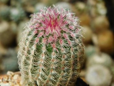 Kaktusy/sukulenty: Echinocereus rigidissimus v. rubrispinus