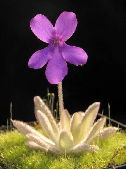 Tučnice Pinguicula cyclosecta x gypsicola - informace - Miroslav Srba