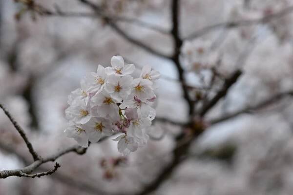 Momiji and Sakura – Travel & photo