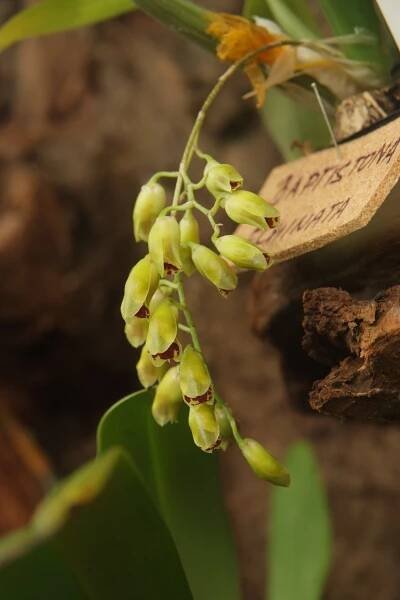 Orchideje 2013